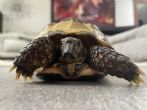 Horsfield : Male approx 5 years old (Scratchy)